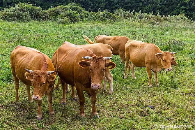 牛的图片_图片大全