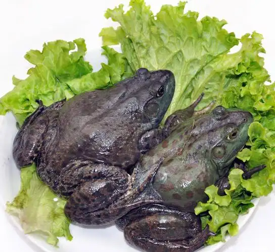 小编去称美蛙的时候,美蛙个个活蹦乱跳,肥美壮实