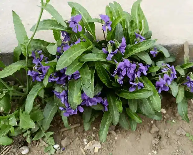 俗话叫"消肿草",过去是野花,如今成了草中金子,不能再忽视它_植物