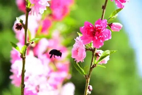 随拍春天的花香