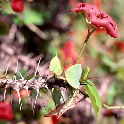 黑色带刺的木本植物