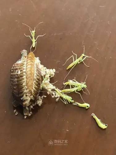 我的螳螂正在孵化呢