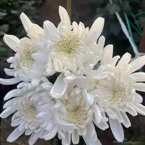 20tb8902707201淘宝老人白事丧事胸前小白花悼念追思会胸花清明扫墓