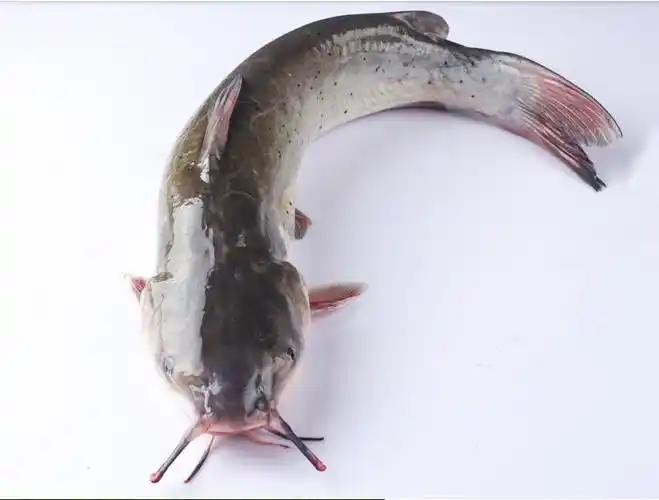 一折清江鱼活鱼