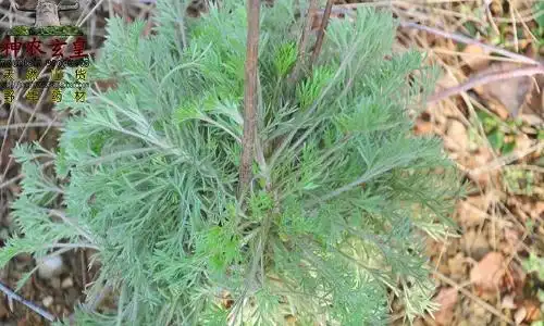 茵陈红枣泡水喝的功效,茵陈红枣泡水喝的好处