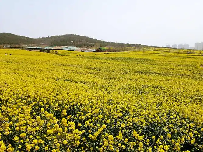 阳春三月,花海芬芳