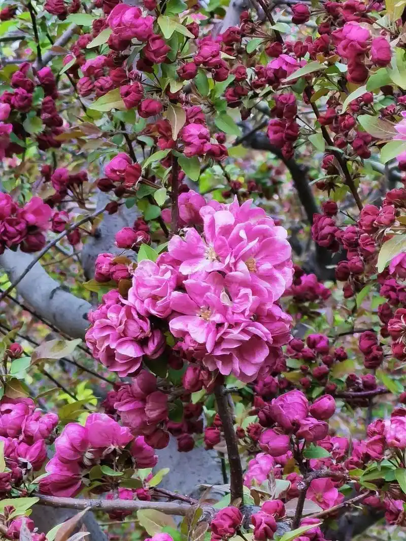 了解重瓣榆叶梅的生长习性#养花# #分享养花小技巧# #分享养花小技巧