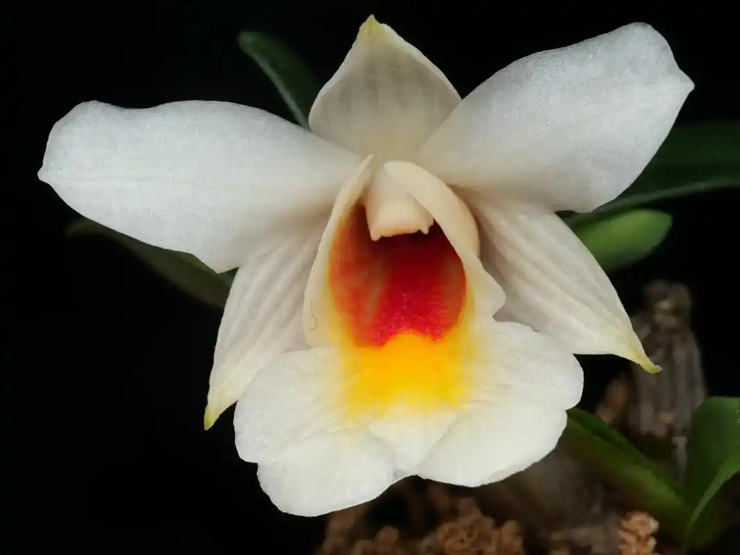 静观自然 #石斛兰 #爱生活爱养花 # - 抖音