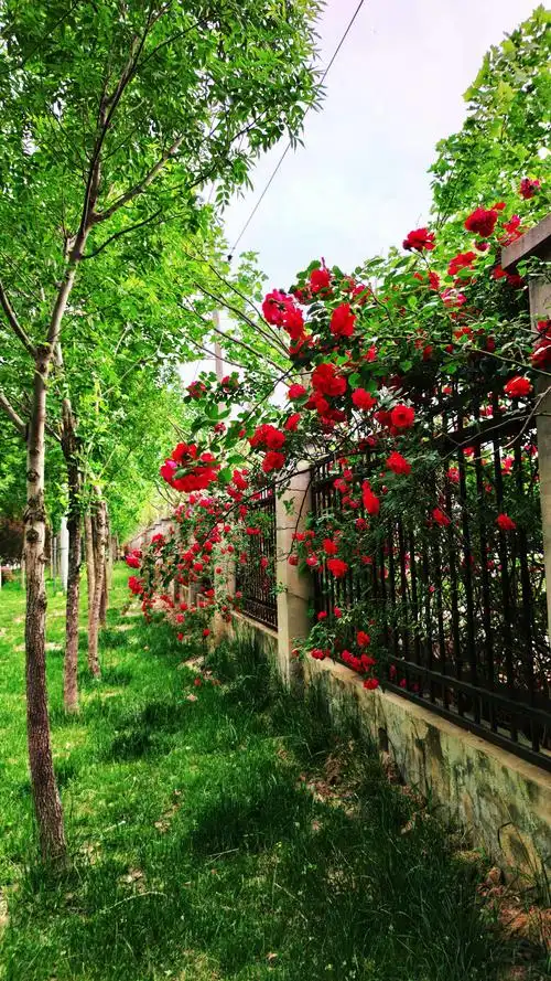 蔷薇花开,岁月清浅. - 美篇