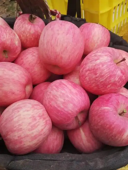 非冷库 甘肃秦安特级水晶红富士苹果 优质果园 现摘现发 好评不断