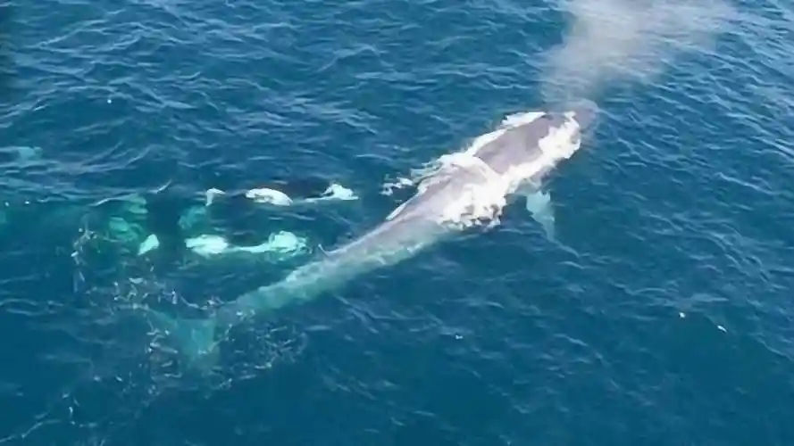 蓝鲸被虎鲸群捕杀巨大的蓝鲸连五秒钟都没撑到镜头记录全过程
