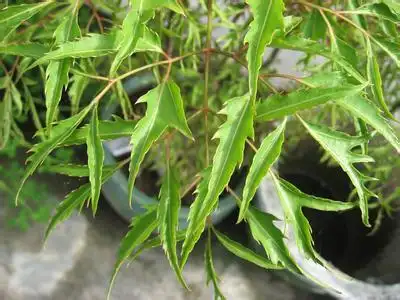 羽叶福禄桐 又名裂碎锦福禄桐,裂叶福禄桐 是一种五加科南洋参属的