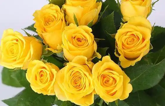 大家见过"金枝玉叶玫瑰"吗?颜色亮丽,花瓣厚实,观赏价值极高_手机搜狐