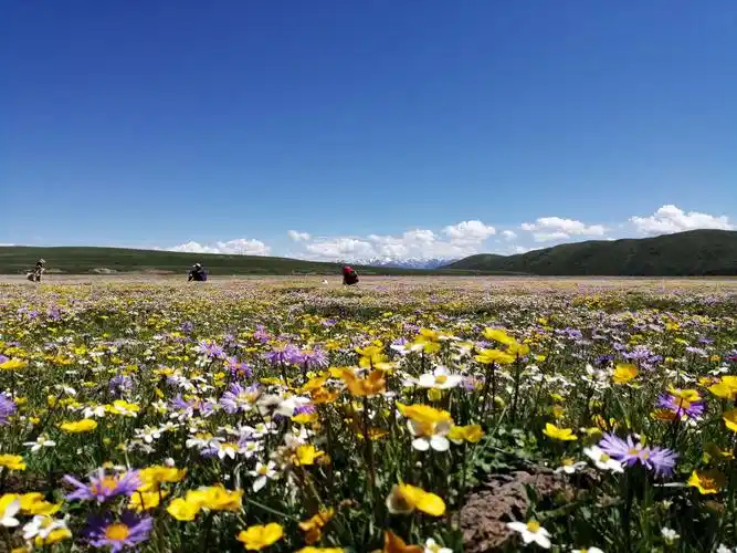 《美丽阿坝俄么塘花海若尔盖花湖湿地》