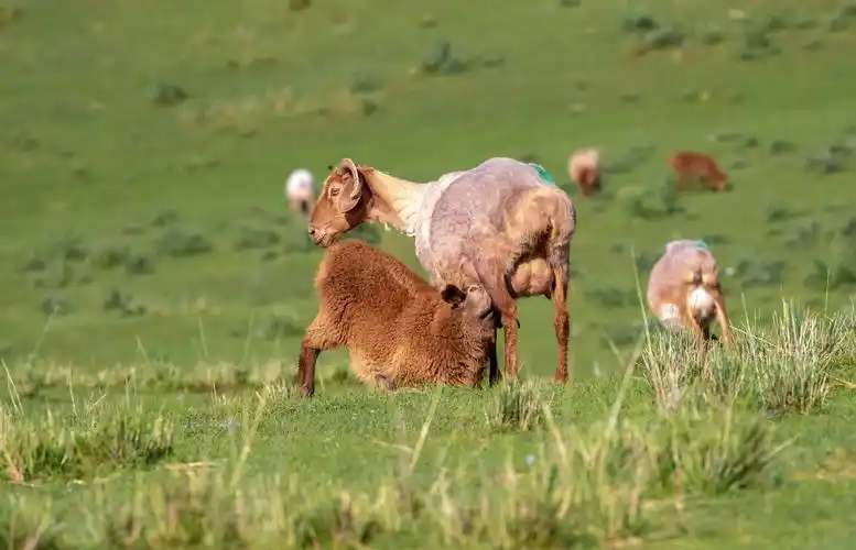 其它 夏季去伊梨阔克苏草原 哈萨克老人 阔克苏草原 花地里的羊 远朓