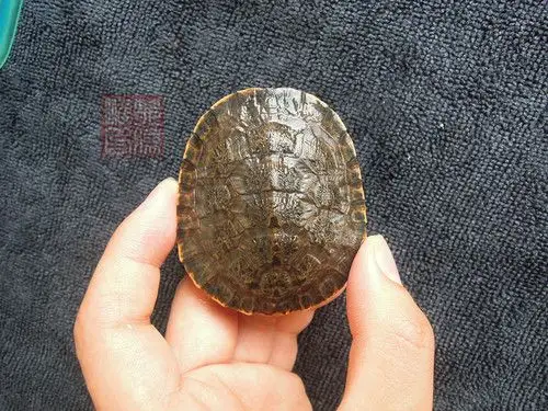 【已售】重量级 蝴蝶纹  面具蟾头龟