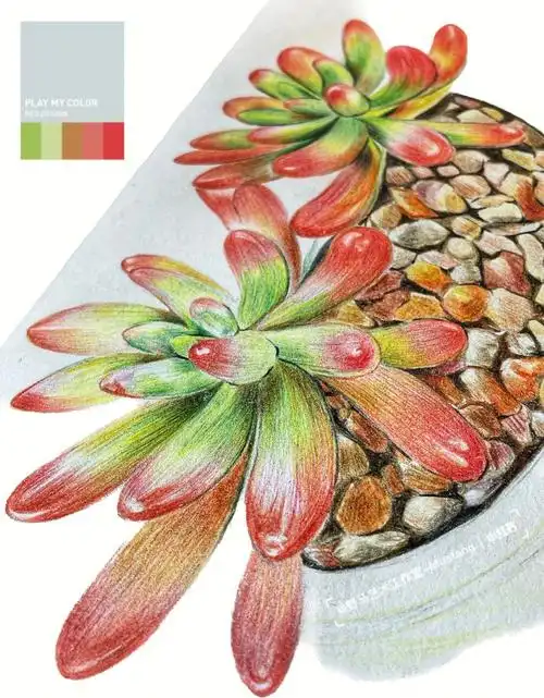 彩铅多肉绘用艳丽透亮的色彩表现多肉