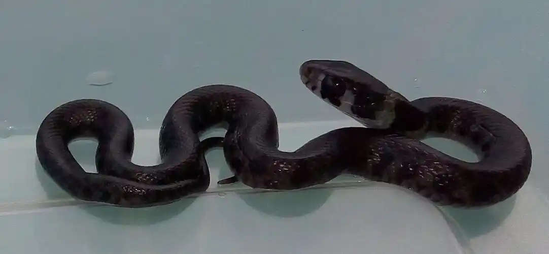 这条小蛇是什么品种?查了好多图鉴没查到.