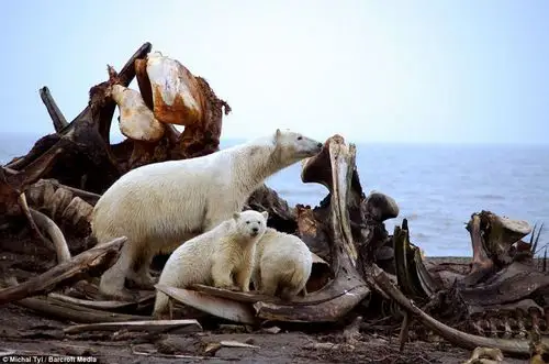 polar bears whale feast