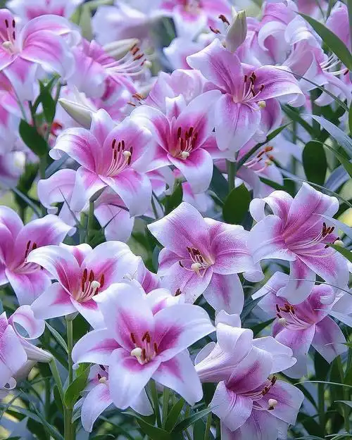 百合花百年好合