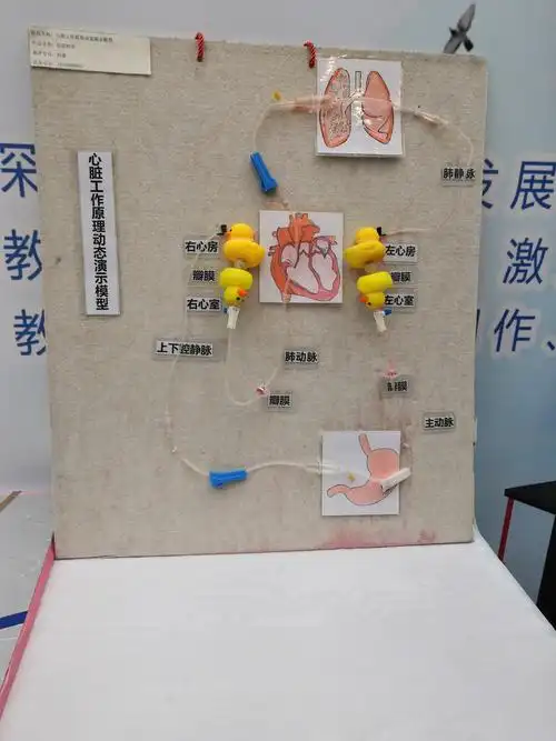 其它 自制教具齐争彩,科技创新领未来 写美篇化学实验自制教具 生物