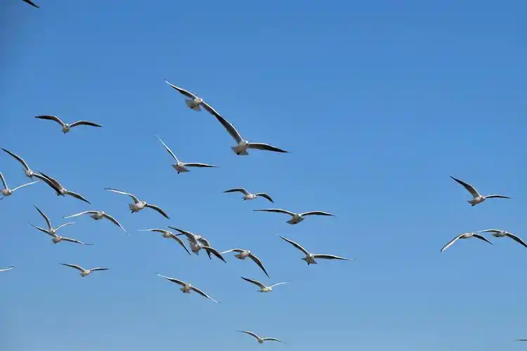 银滩海边的海鸥 - 美篇