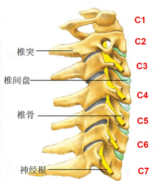 颈椎