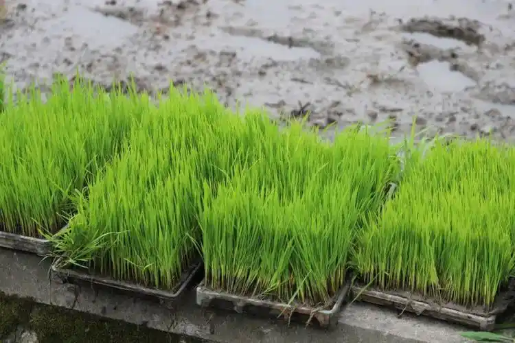 枫泾万亩水稻插秧忙 田间风景美如画_秧苗