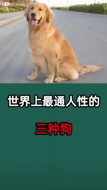世界上最通人性的三种狗