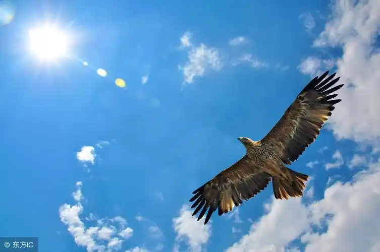 是雄鹰,就要搏击长空,做展翅高飞的英雄