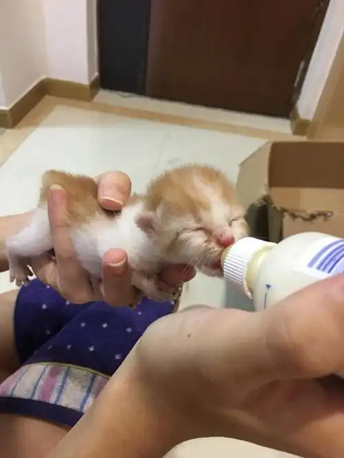 捡到刚出生的小奶猫怎么办成功喂养四只小奶猫的经验分享