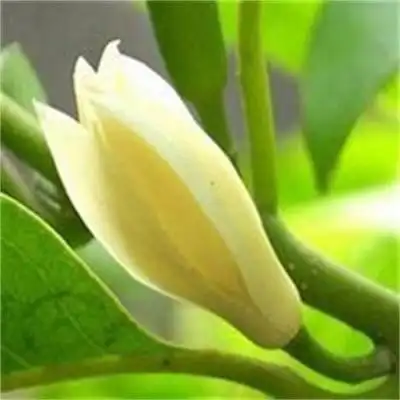 兰花图片头像唯美图片特别美丽的兰花头像图片大全微信