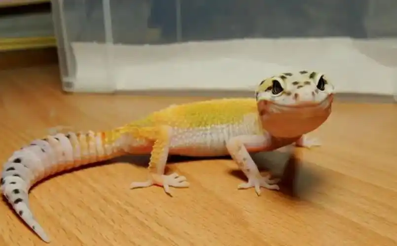 豹纹守宫蜥蜴吃什么食物