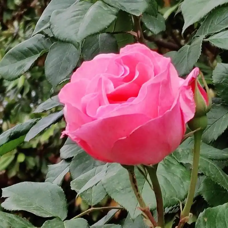 老年微信头像第二弹,希望喜欢  谁不喜欢大红花做头像呢,"平安幸福"们