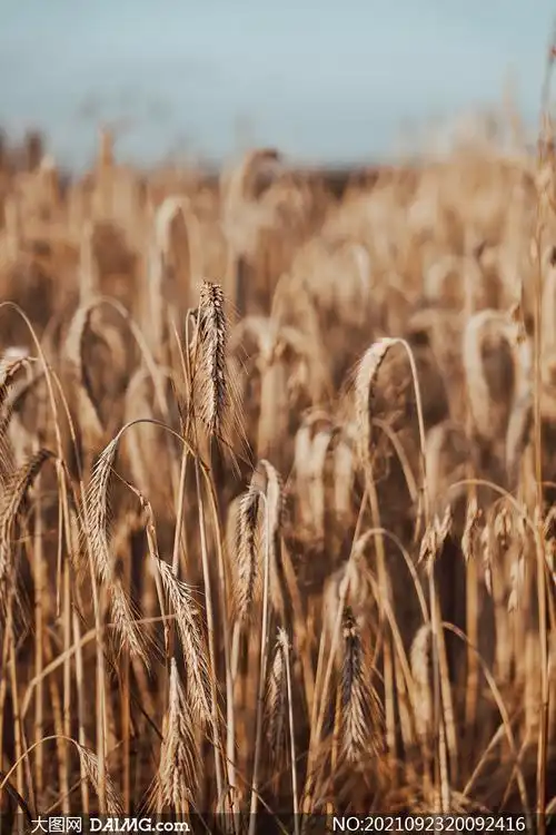 庄稼地里弯着腰的麦穗摄影高清图片
