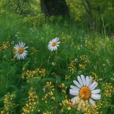 大自然风景_风景静物头像_我要个性网