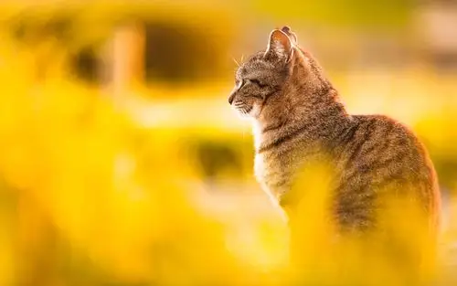 夕阳下的慵懒小猫喵星人唯美图片桌面壁纸高清