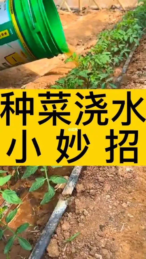 在家自制除草剂