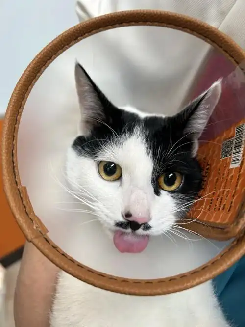 小胡子先生我开心的源泉