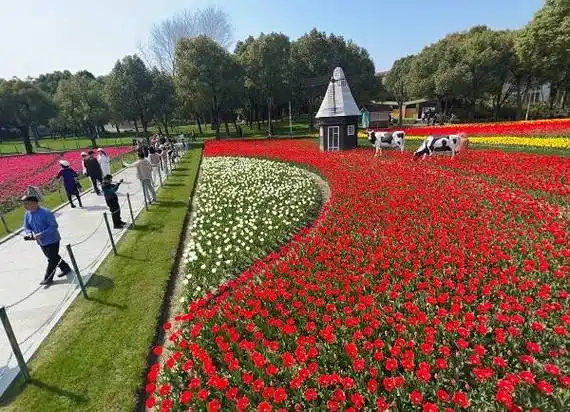 26个品种50万株郁金香绚烂绽放来静安大宁公园赴一场浪漫的春日之约