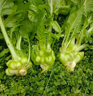 榨菜头羊角菜量大从优