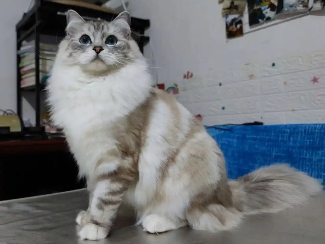 山猫纹布偶和海双布偶会生出怎样的宝宝呢?