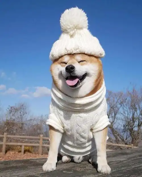 更是因为它高产可爱多变的表情包 它的笑容拥有神奇的魔力,只看一眼