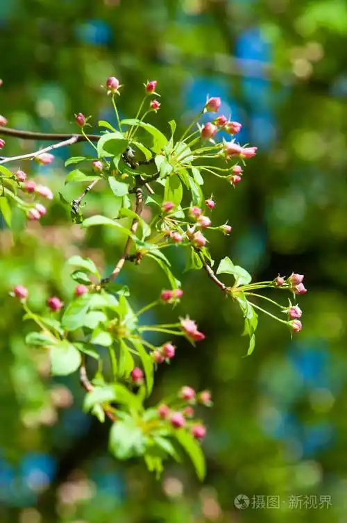 春天的风景苹果树花美丽的春天盛开的树温柔的白色的花朵清新的樱花