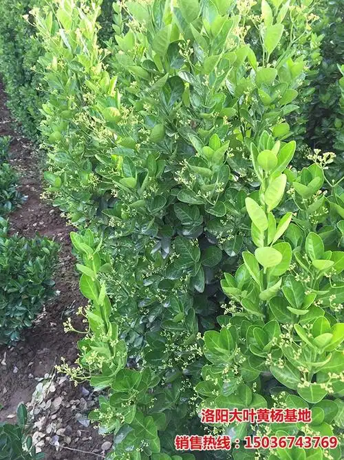 北海道黄杨开花