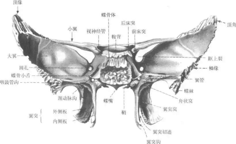 蝶骨-人体解剖学-医学