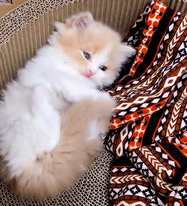 小动物猫猫狗狗治愈系可爱动图gif