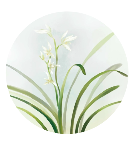 白色兰花中国风花卉贺卡海报psd元素