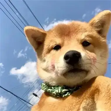 头像图片2023宠物可爱超萌_动物头像_头像屋