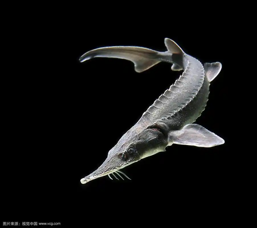 西伯利亚鲟(鲟鱼)